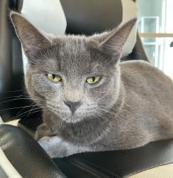 Lost Female Cat last seen Near N Tyler and N Edison, Portland, OR 97203