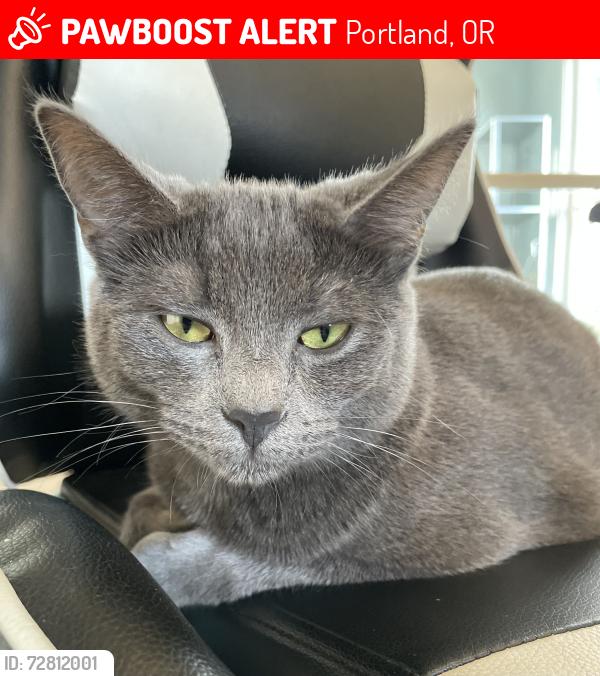 Lost Female Cat last seen Near N Tyler and N Edison, Portland, OR 97203