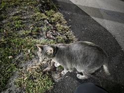 Found/Stray Unknown Cat last seen Fairfield Pool, Boca Raton, FL 33486