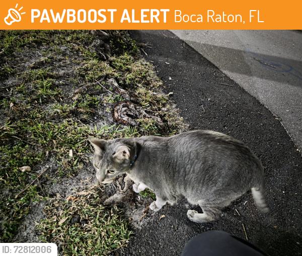 Found/Stray Unknown Cat last seen Fairfield Pool, Boca Raton, FL 33486