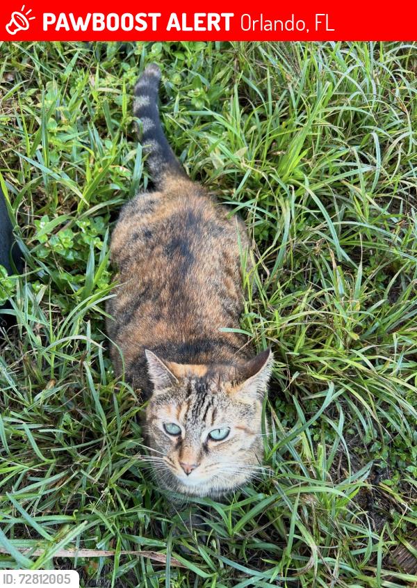 Lost Female Cat last seen Sand lake Orlando fl, Orlando, FL 32836
