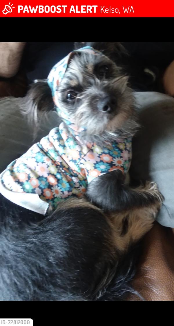 Lost Female Dog last seen Top of holcomb , Kelso, WA 98626