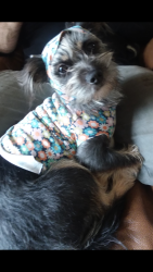 Lost Female Dog last seen Top of holcomb , Kelso, WA 98626