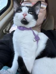 Lost Male Cat last seen Fulbright ave, Springfield, MO 65802