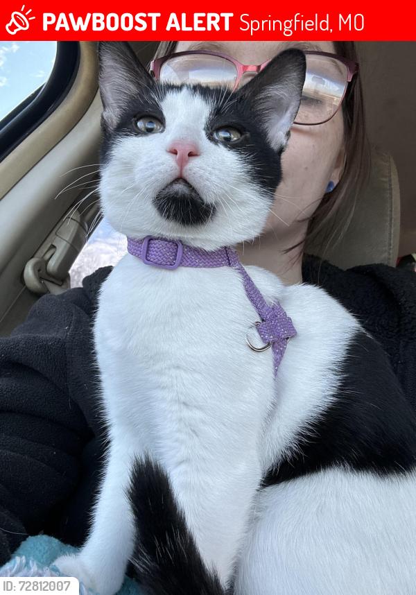 Lost Male Cat last seen Fulbright ave, Springfield, MO 65802