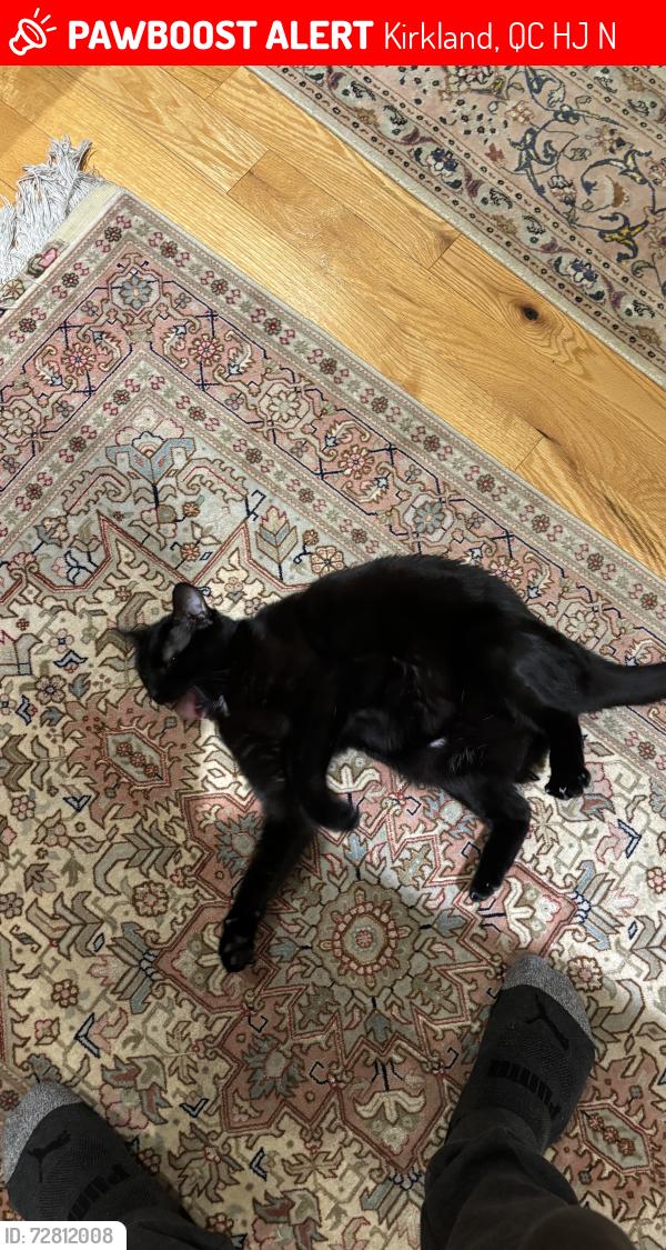 Lost Female Cat last seen Harmony, Kirkland, QC H9J 2N6