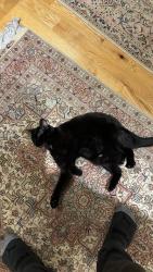 Lost Female Cat last seen Harmony, Kirkland, QC H9J 2N6