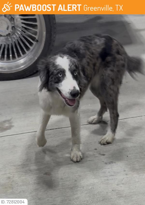 Found/Stray Female Dog last seen in the new WIZ gas station parking lot , Greenville, TX 75402