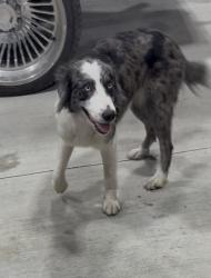 Found/Stray Female Dog last seen in the new WIZ gas station parking lot , Greenville, TX 75402