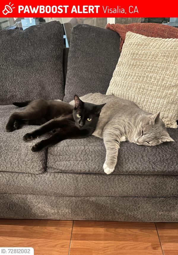 Lost Male Cat last seen Off Whitendale between Acres & Roeben West of El Diamanté High, Visalia, CA 93277