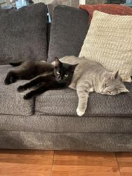 Lost Male Cat last seen Off Whitendale between Acres & Roeben West of El Diamanté High, Visalia, CA 93277