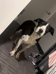 Found/Stray Female Dog last seen found on 32nd and oak , Phoenix, AZ 85008