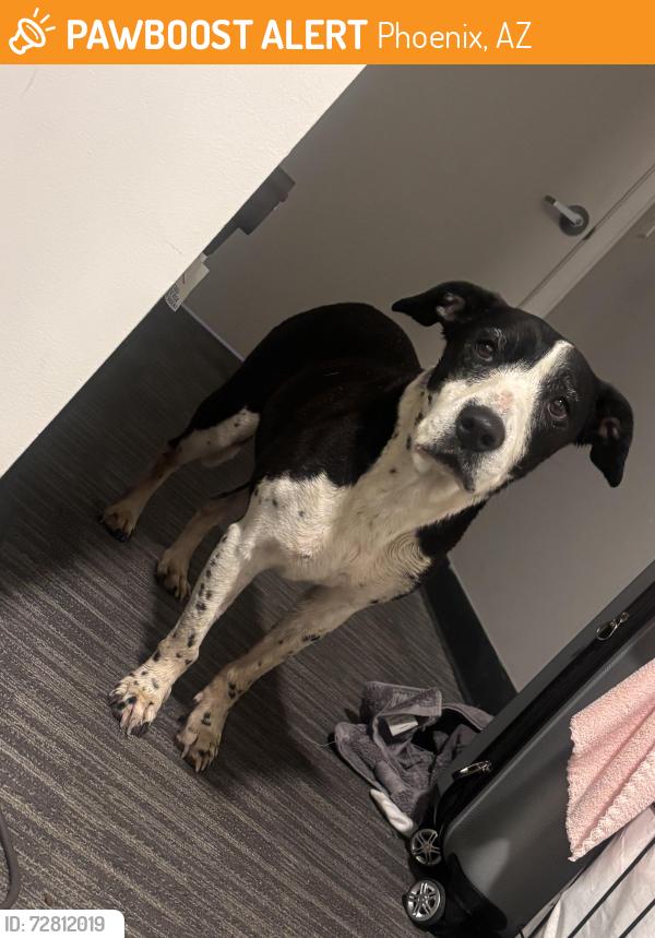 Found/Stray Female Dog last seen 32nd st and oak , Phoenix, AZ 85008