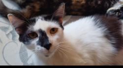 Lost Female Cat last seen Rua Araguaia,  nº 266A, São Francisco, Niterói-RJ. CEP 24360-140 , São Francisco, RJ 24360-140