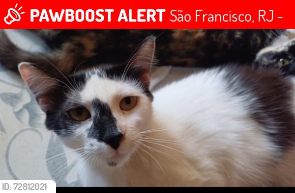 Lost Female Cat last seen Rua Araguaia,  nº 266A, São Francisco, Niterói-RJ. CEP 24360-140 , São Francisco, RJ 24360-140
