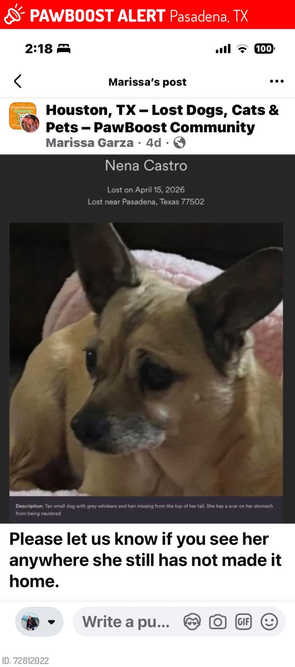 Lost Female Dog last seen pauline Gardner Street, Pasadena, TX 77502