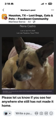 Lost Female Dog last seen pauline Gardner Street, Pasadena, TX 77502