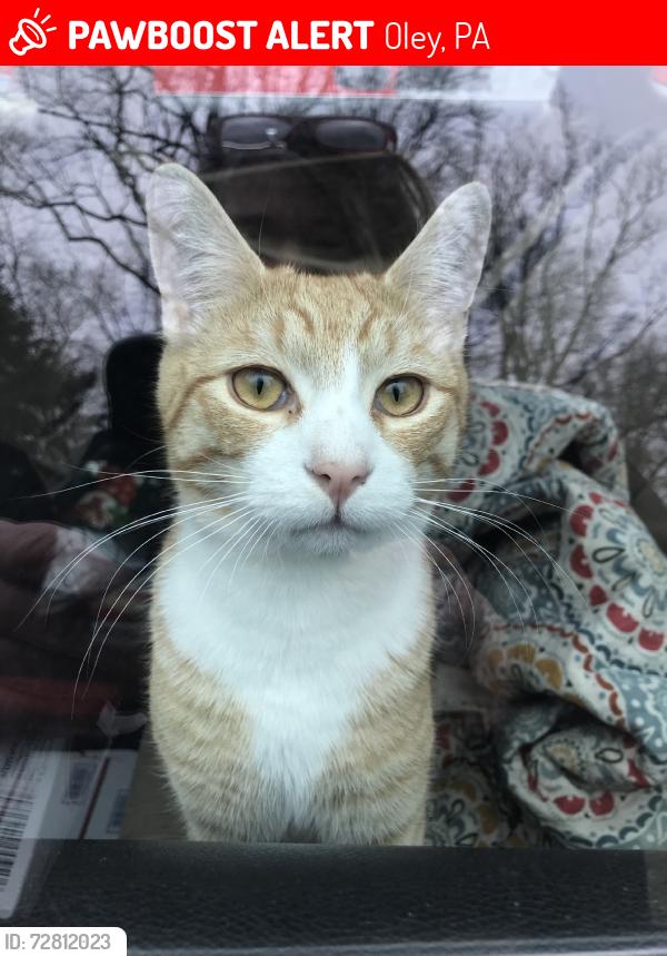 Lost Male Cat last seen Ruppert school road and Dysher, Oley, PA 19547