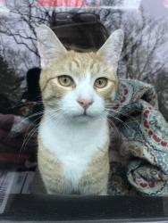 Lost Male Cat last seen Ruppert school road and Dysher, Oley, PA 19547
