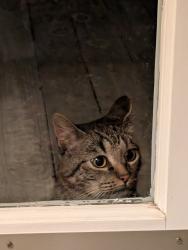 Found/Stray Male Cat last seen Wroxton Dr, Houston, TX 77005