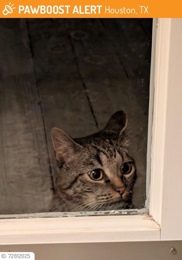 Found/Stray Male Cat last seen Wroxton Dr, Houston, TX 77005