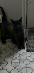Lost Male Cat last seen Block hse Creek Neighborhood, Leander, TX 78641