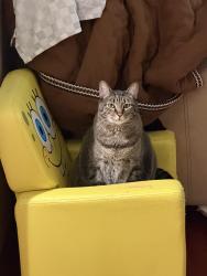 Lost Male Cat last seen Campbell Park, Hutchins, TX 75141