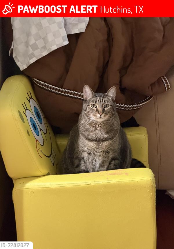 Lost Male Cat last seen Campbell Park, Hutchins, TX 75141