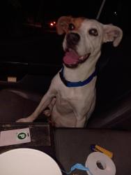 Found/Stray Female Dog last seen Gardner , Spartanburg, SC 29303