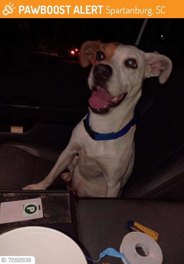 Found/Stray Female Dog last seen Gardner , Spartanburg, SC 29303