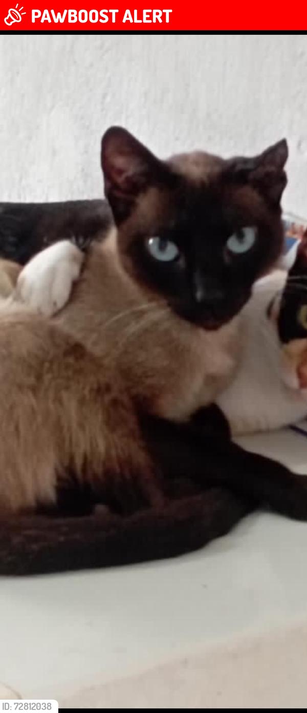 Lost Male Cat last seen rua Mocajuba jd santa Júlia , Jardim Santa Julia, SP 06867-680