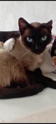 Lost Male Cat last seen rua Mocajuba jd santa Júlia , Jardim Santa Julia, SP 06867-680