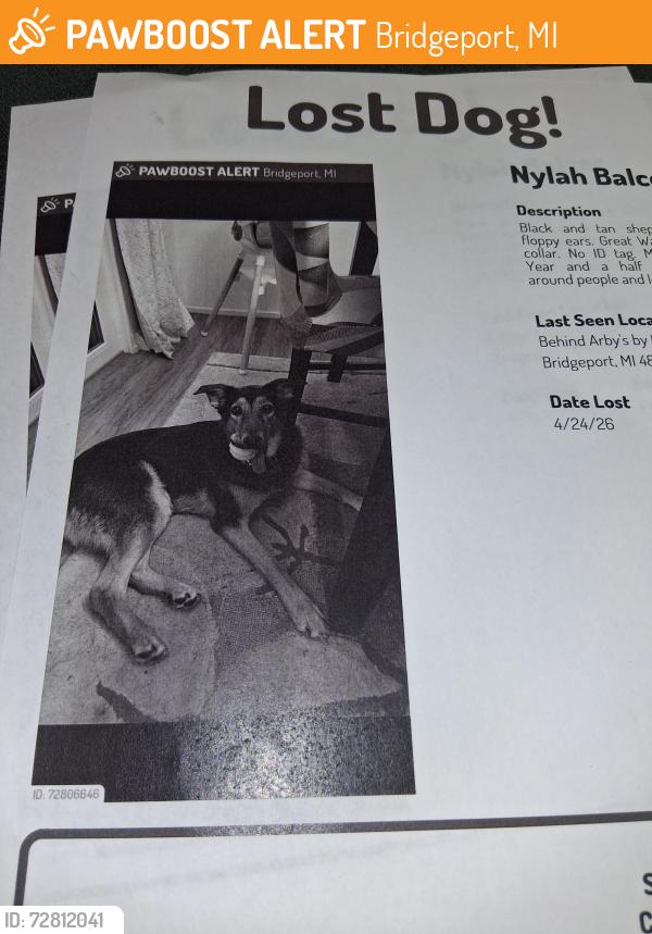 Found/Stray Unknown Dog last seen Ta saginaw parking lot, Bridgeport, MI 48722