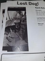 Found/Stray Unknown Dog last seen Ta saginaw parking lot, Bridgeport, MI 48722