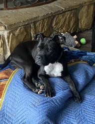 Lost Male Dog last seen Swan court Haltom city , Haltom City, TX 76117