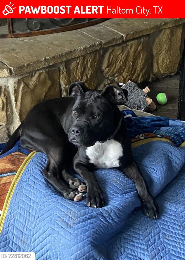 Lost Male Dog last seen Swan court Haltom city , Haltom City, TX 76117