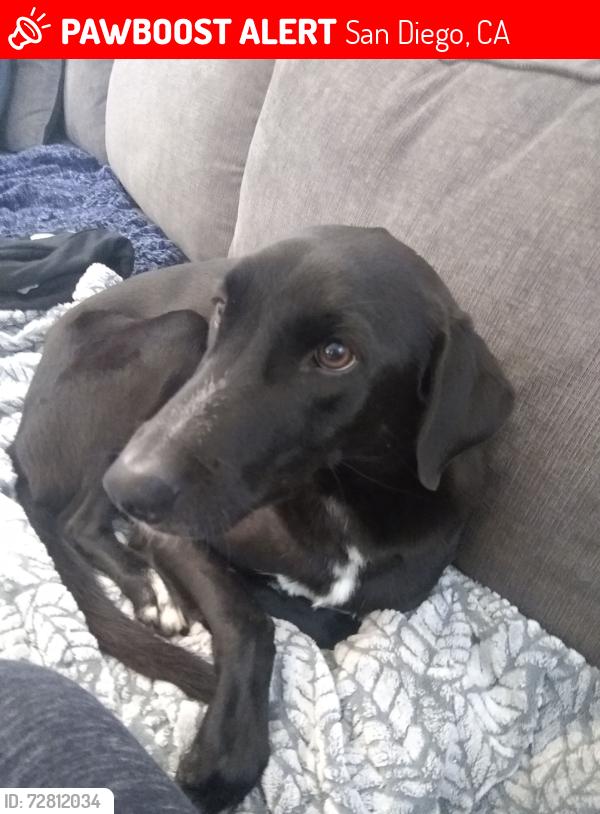 Lost Male Dog last seen University San Diego. Via Las Cumbres, San Diego, CA 92111
