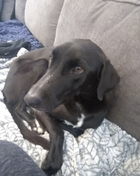 Lost Male Dog last seen University San Diego. Via Las Cumbres, San Diego, CA 92111