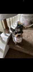 Lost Female Dog last seen Near Lucia Riverbend Highway, Mount Holly, NC, Mount Holly, NC 28120