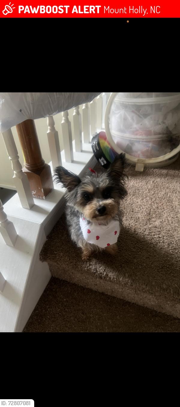 Lost Female Dog last seen Near Lucia Riverbend Highway, Mount Holly, NC, Mount Holly, NC 28120