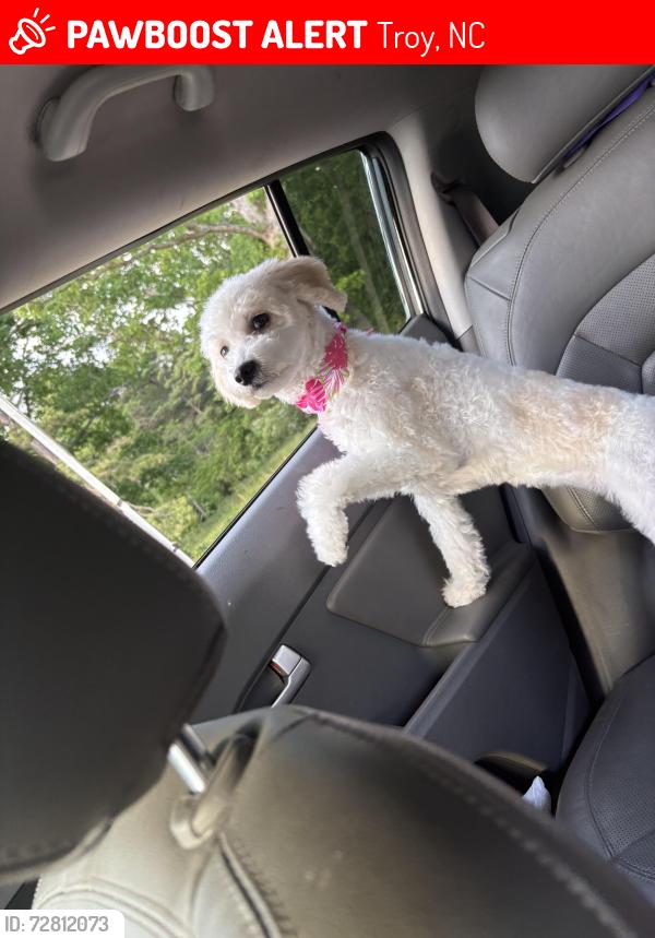 Lost Female Dog last seen Love joy rd , Troy, NC 27371
