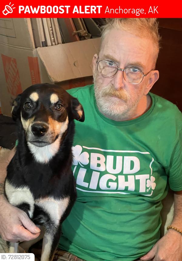 Lost Female Dog last seen Dowling and Old Seward, Anchorage, AK 99518