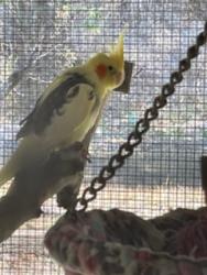 Lost Unknown Bird last seen Bunya Road, Ferny Hills, QLD 4055