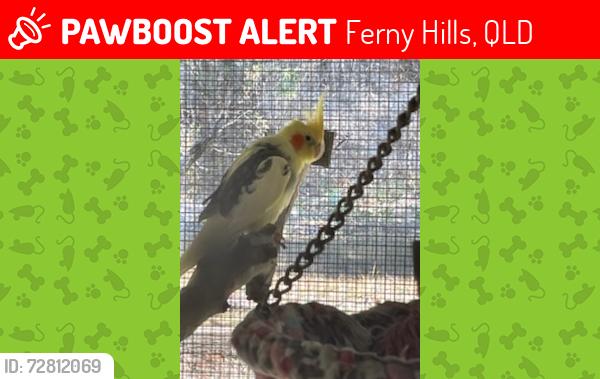 Lost Unknown Bird last seen Bunya Road, Ferny Hills, QLD 4055