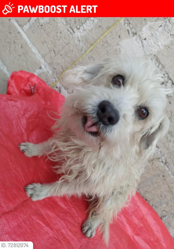 Lost Male Dog last seen Calle Aquiles Serdán Colonia 1° de Septiembre , Ciudad López Mateos, Méx. 52910
