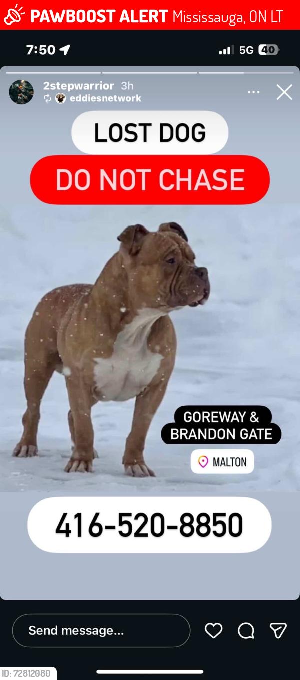Lost Male Dog last seen Goreway and Brandon gate, Mississauga, ON L4T