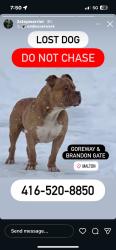 Lost Male Dog last seen Goreway and Brandon gate, Mississauga, ON L4T