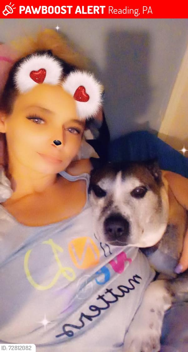 Lost Female Dog last seen South 9th St by Ctown Jimmy's , Reading, PA 19602