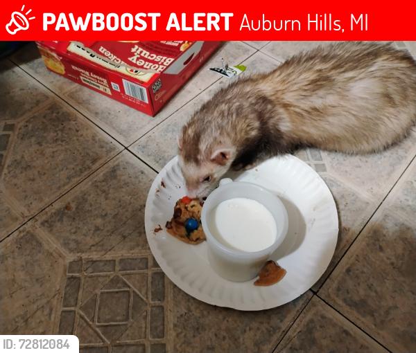 Lost Male Ferret last seen Auburn and opdyke... Inside the trailer park, Auburn Hills, MI 48326