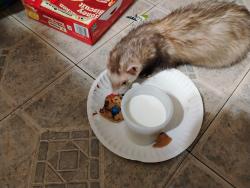 Lost Male Ferret last seen Auburn and opdyke... Inside the trailer park, Auburn Hills, MI 48326